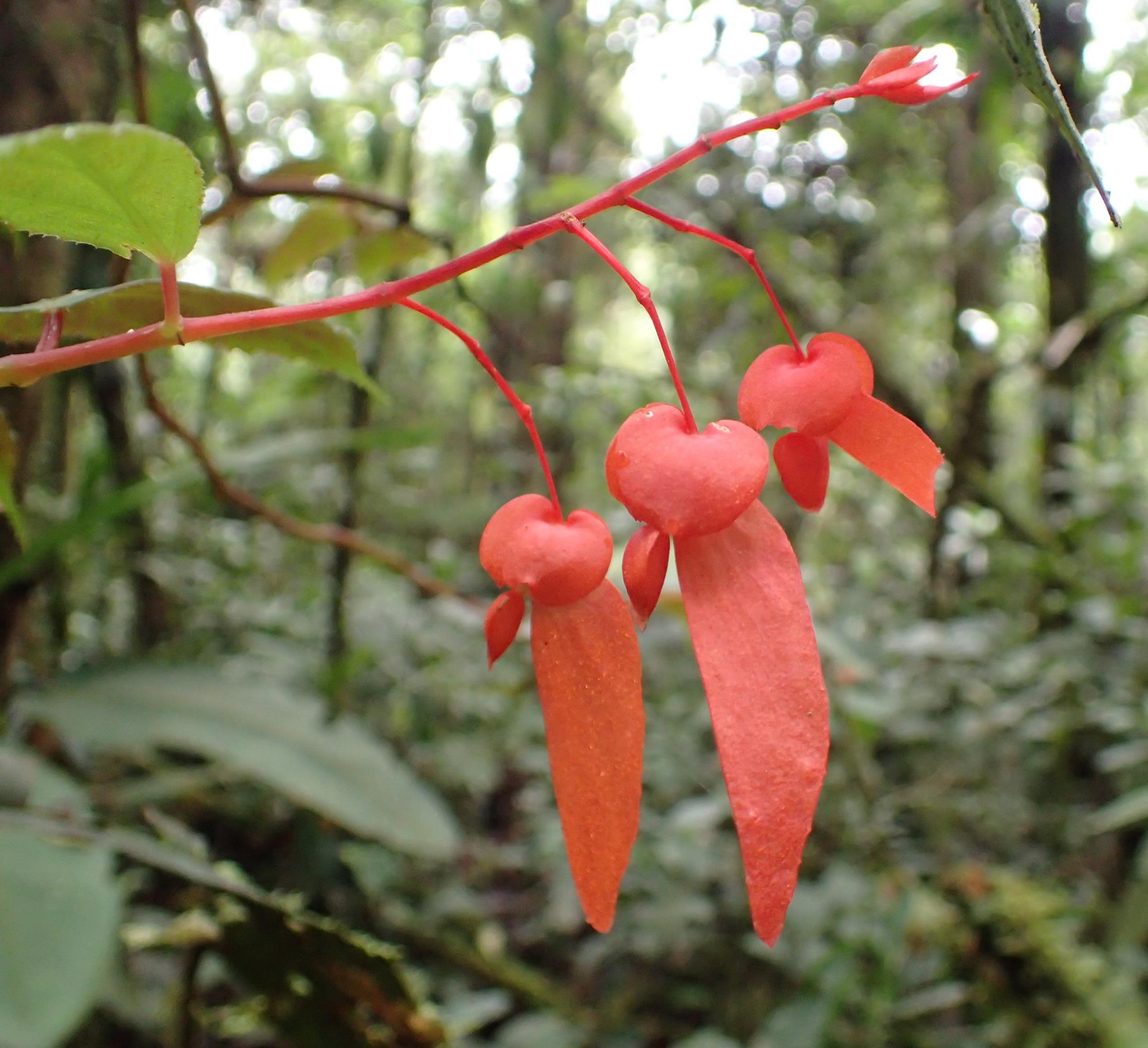 B. rossmanniae